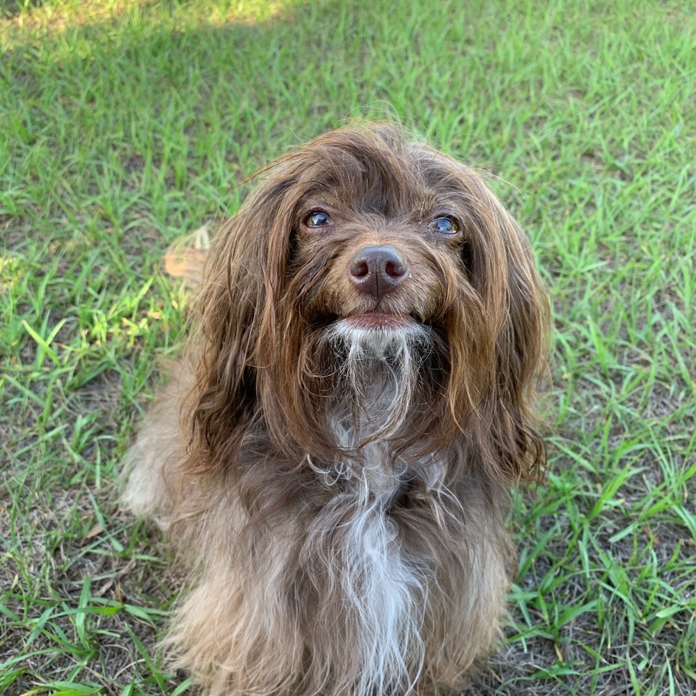 Meet your Posher, Lacey